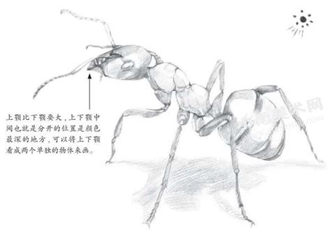 螞蟻畫法